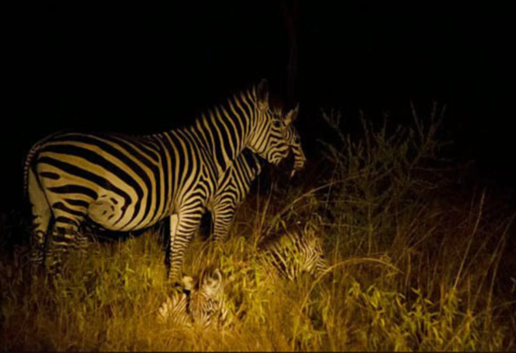 Which Parks Allow Night Game Drives in Uganda?