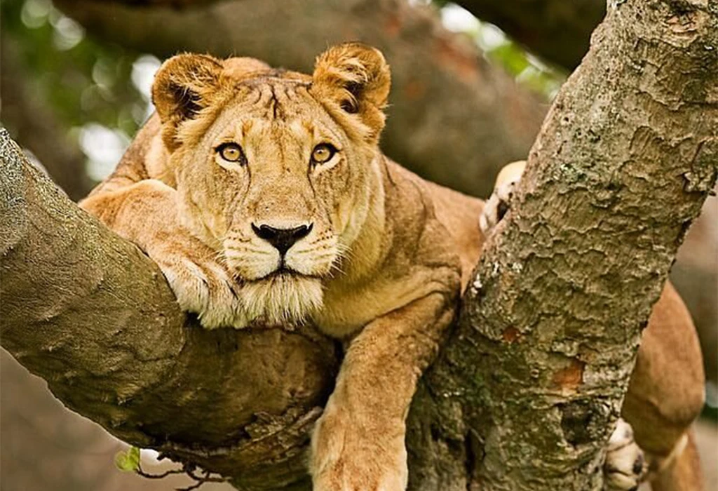 Queen Elizabeth National Park