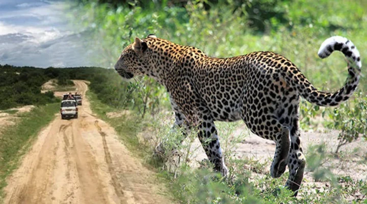 Queen Elizabeth National Park Safari.