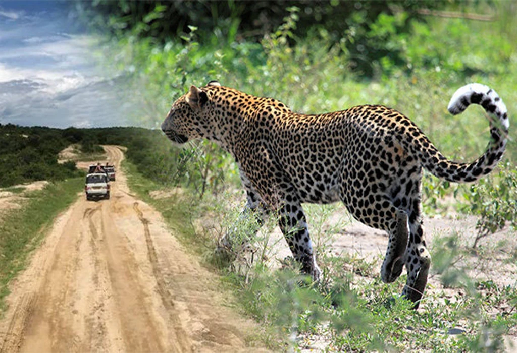 Queen Elizabeth National Park Safari.