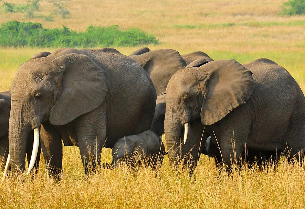 Day 3: Transfer to Queen Elizabeth National Park