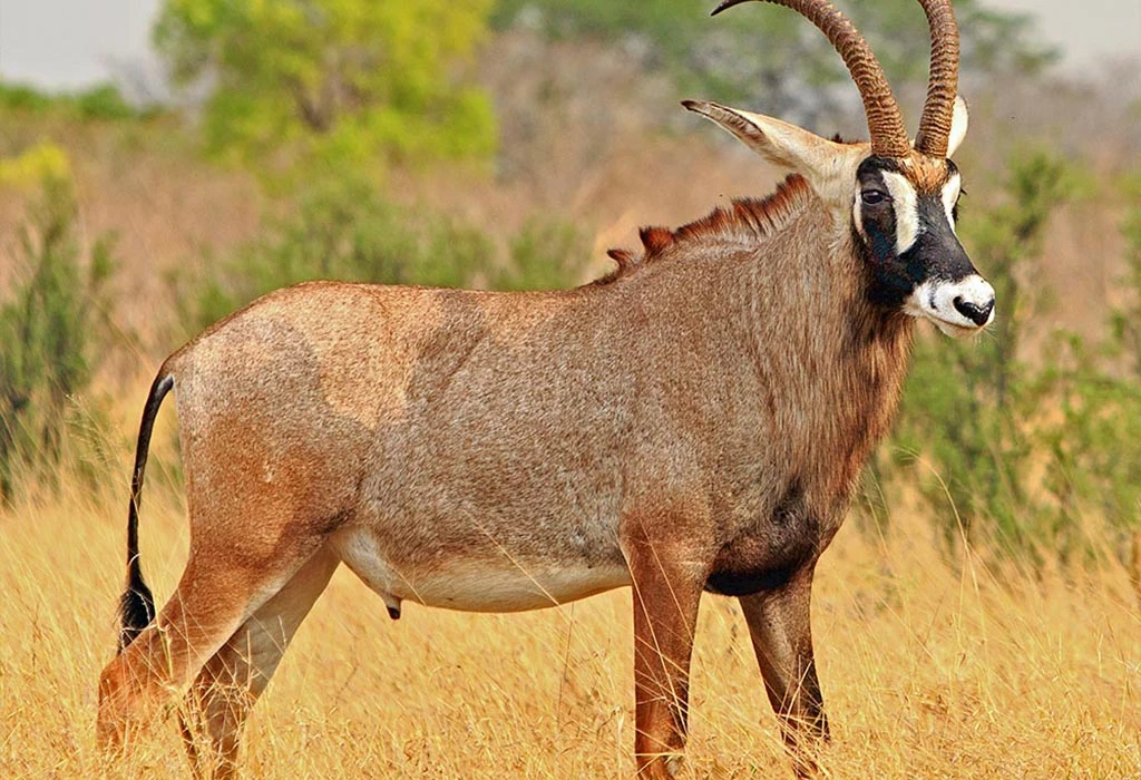 Roan Antelope