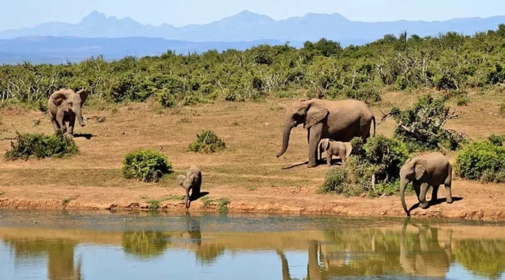 Is Rwanda and Uganda Safe for Safari Travelers?
