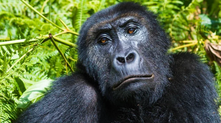 Are Luxury Gorilla Trekking Safaris Available in Rwanda and Uganda?