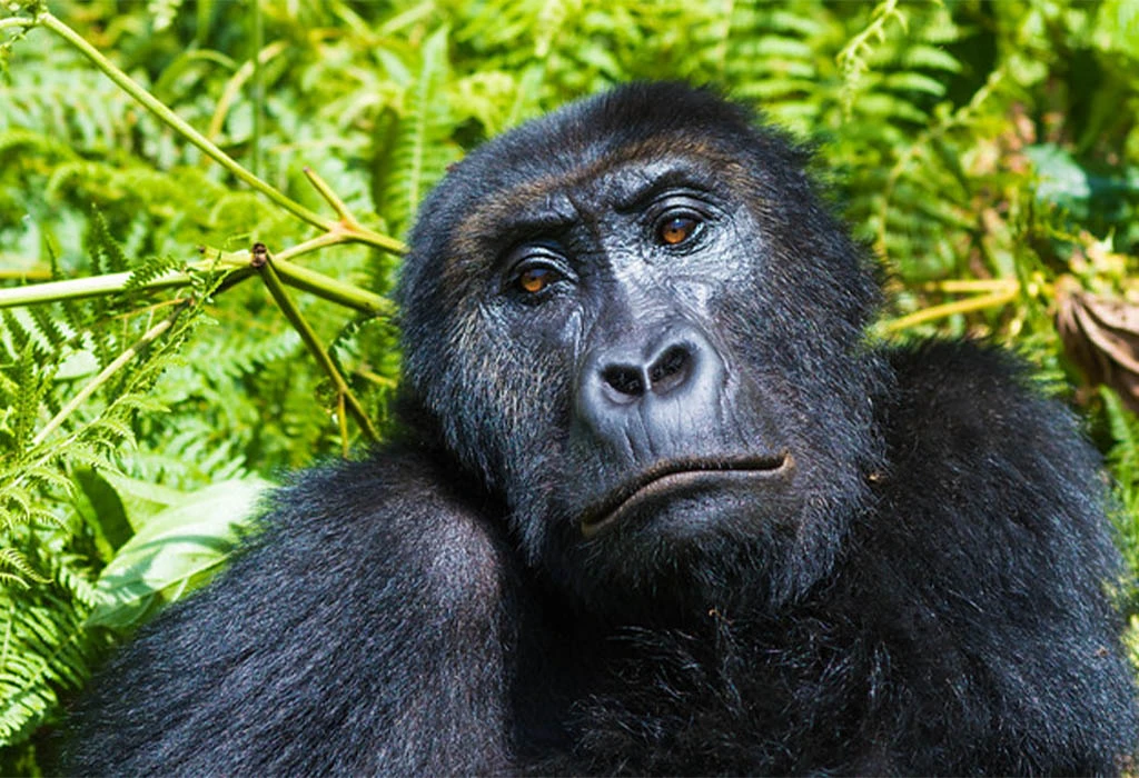 Are Luxury Gorilla Trekking Safaris Available in Rwanda and Uganda?
