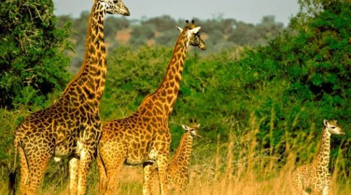 Rwanda’s Four National Parks.