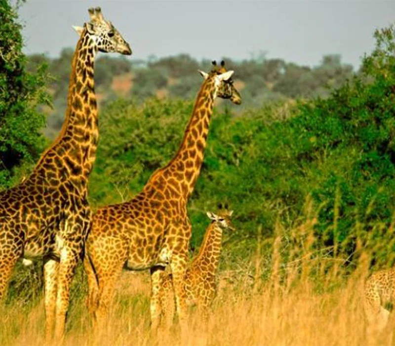 Rwanda’s Four National Parks.