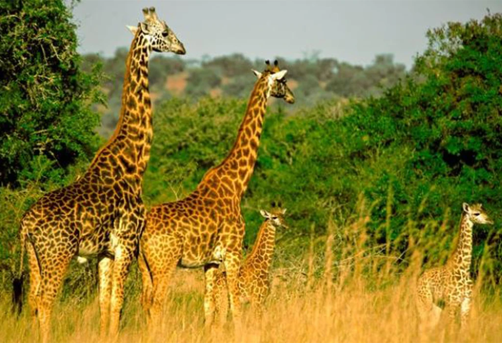 Rwanda’s Four National Parks.