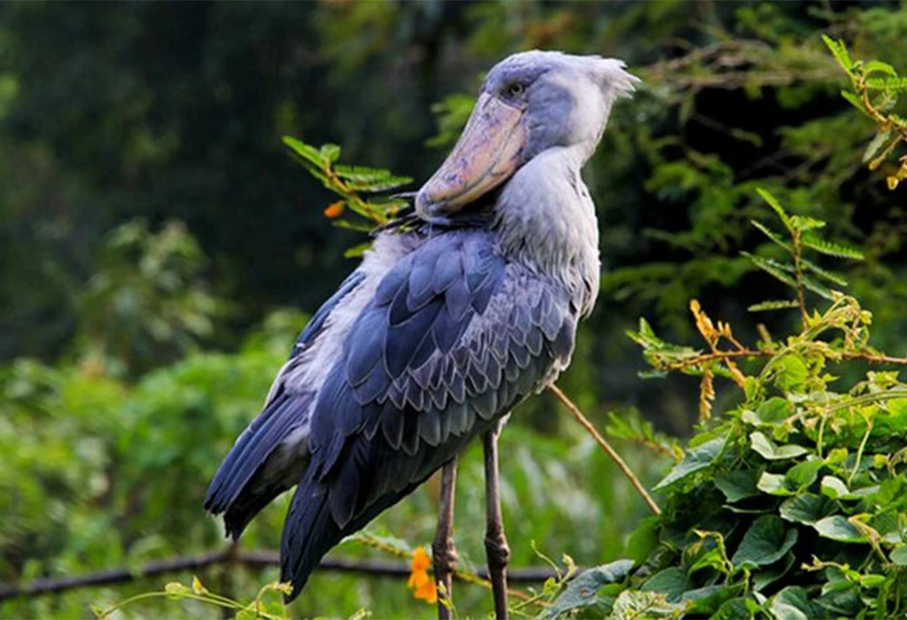 The Famous Shoebill Stork