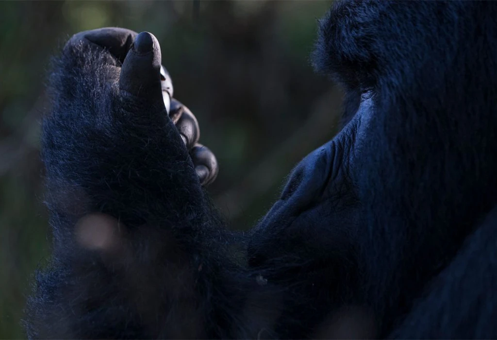 The One-Hour Gorilla Encounter