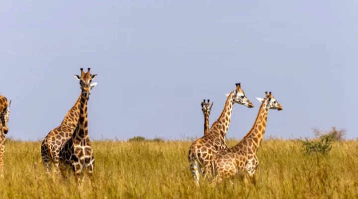 Uganda’s Least Crowded National Parks