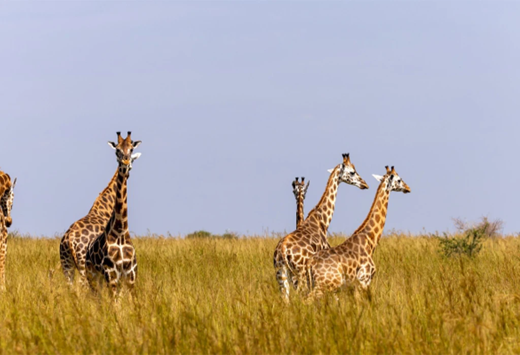 Uganda’s Least Crowded National Parks