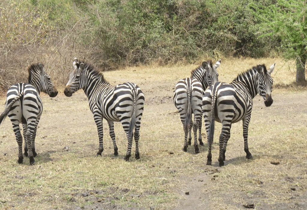 Why Lake Mburo Is Perfect for Short Safaris.