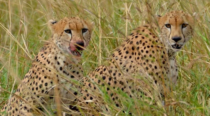 Rare Animals to Spot on a Wildlife Safari in Kidepo Valley National Park
