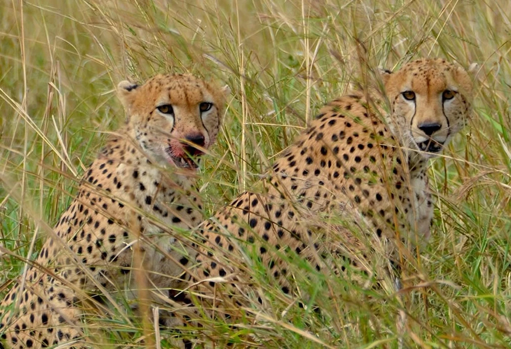 Rare Animals to Spot on a Wildlife Safari in Kidepo Valley National Park