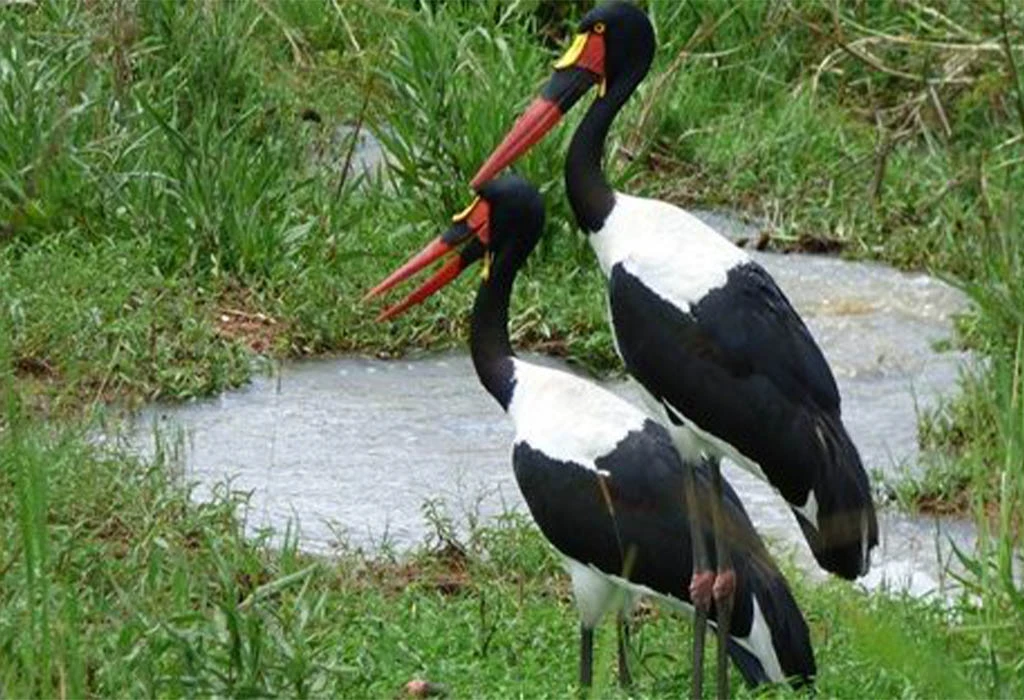 Birding Trips in Budongo Forest