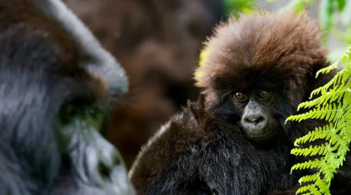 Experience Rwanda gorilla trekking