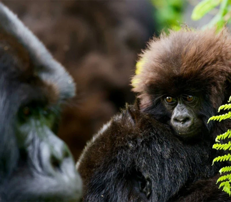 Experience Rwanda gorilla trekking