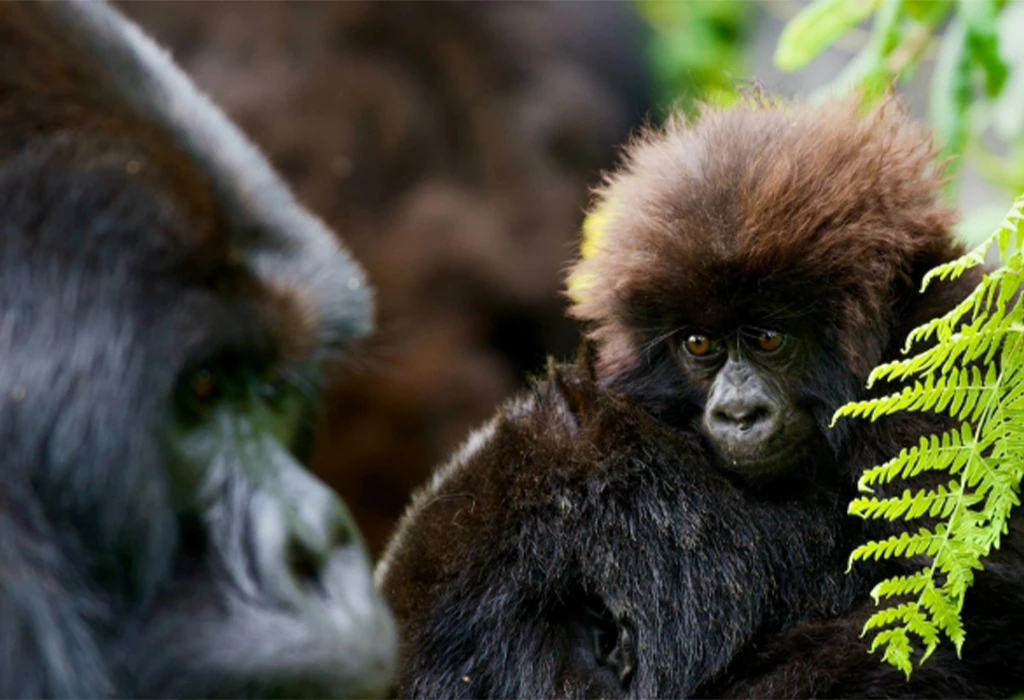 Experience Rwanda gorilla trekking