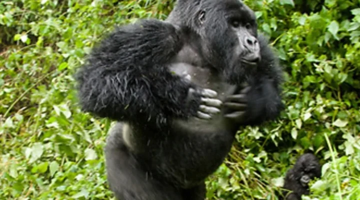 How Long Does a Typical Gorilla Trek Last?