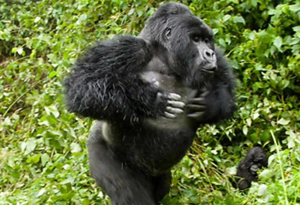 How Long Does a Typical Gorilla Trek Last?