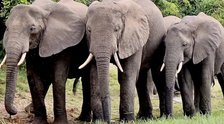 Most Popular Safari Activities in Kenya.