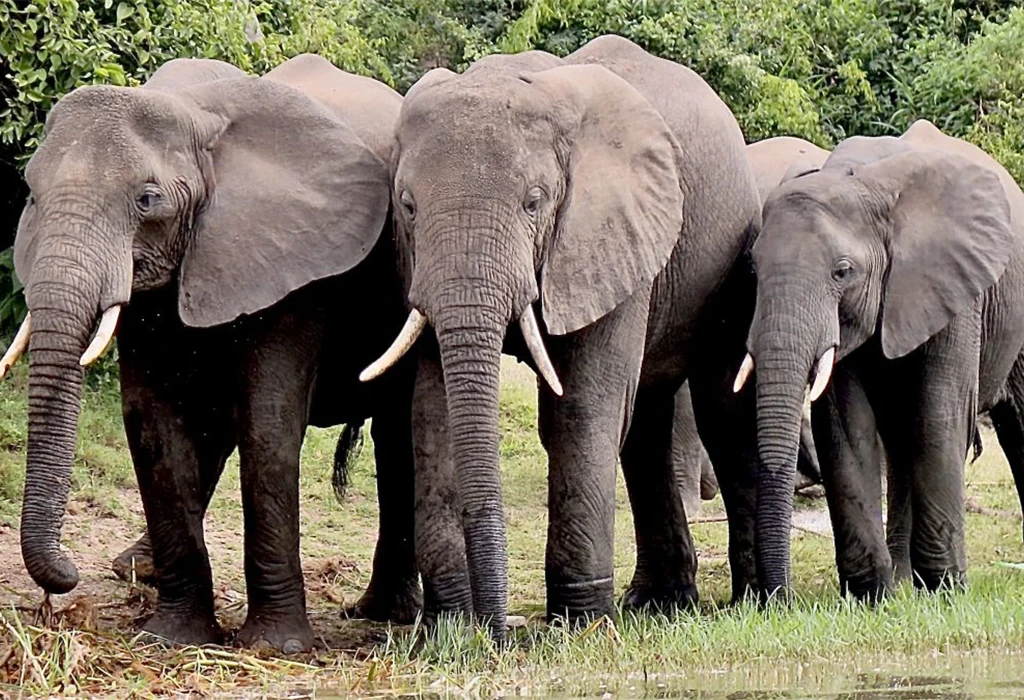 Most Popular Safari Activities in Kenya.