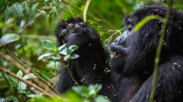 Top 15 Places to Visit in Rwanda