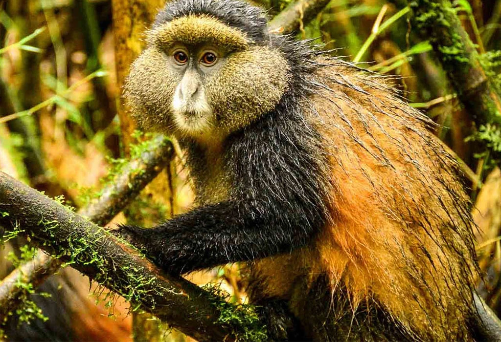 3-Day Rwanda Luxury Gorilla and Golden Monkey Trekking Tour