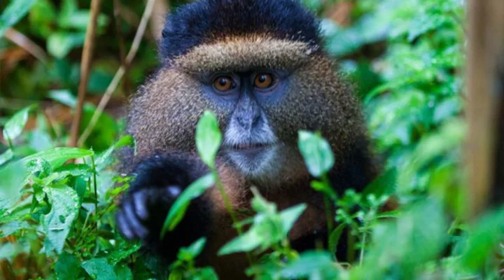 3-Day Rwanda Luxury Gorilla and Golden Monkey Trekking Tour