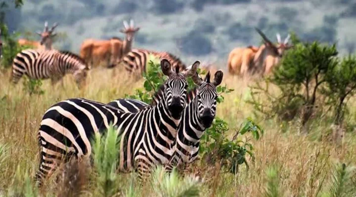 5-Day Luxury Rwanda Wildlife Safari.