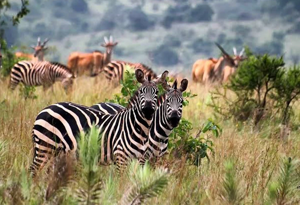 5-Day Luxury Rwanda Wildlife Safari.