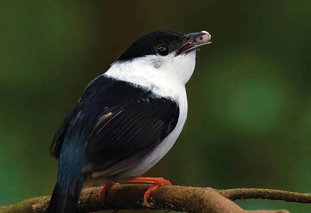 A Birdwatcher's Paradise