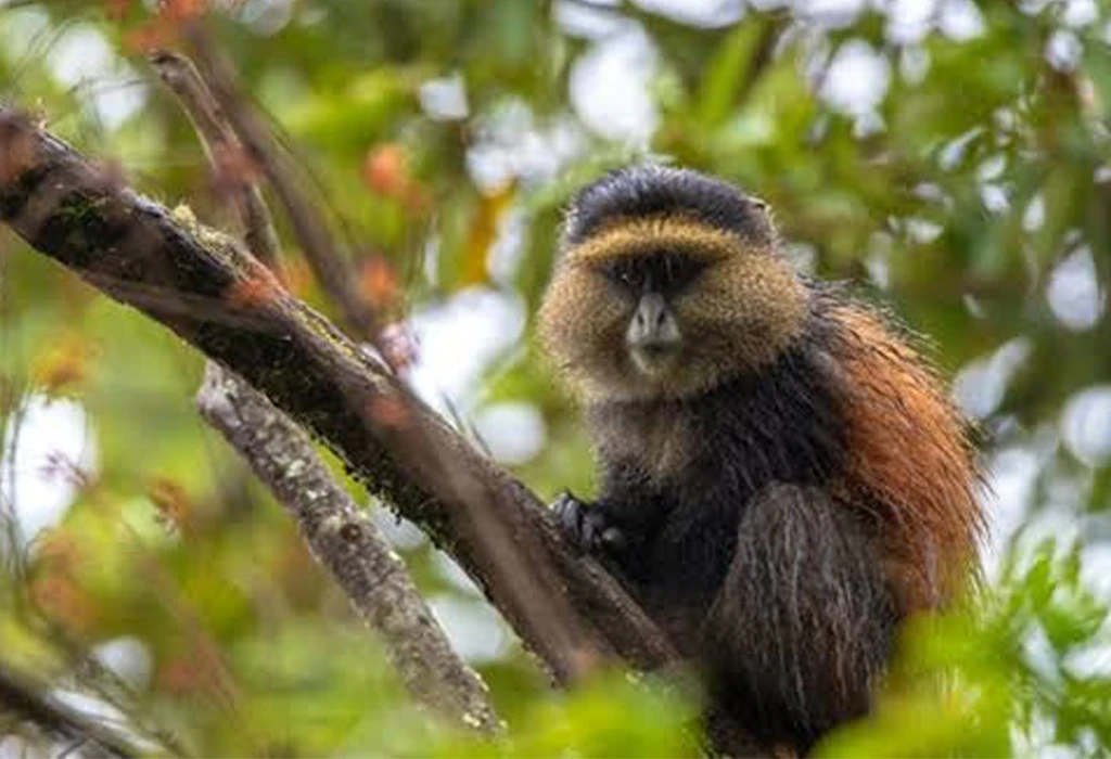 About Mgahinga Gorilla National Park