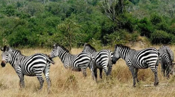 Are Walking Safaris Safe in Lake Mburo National Park?
