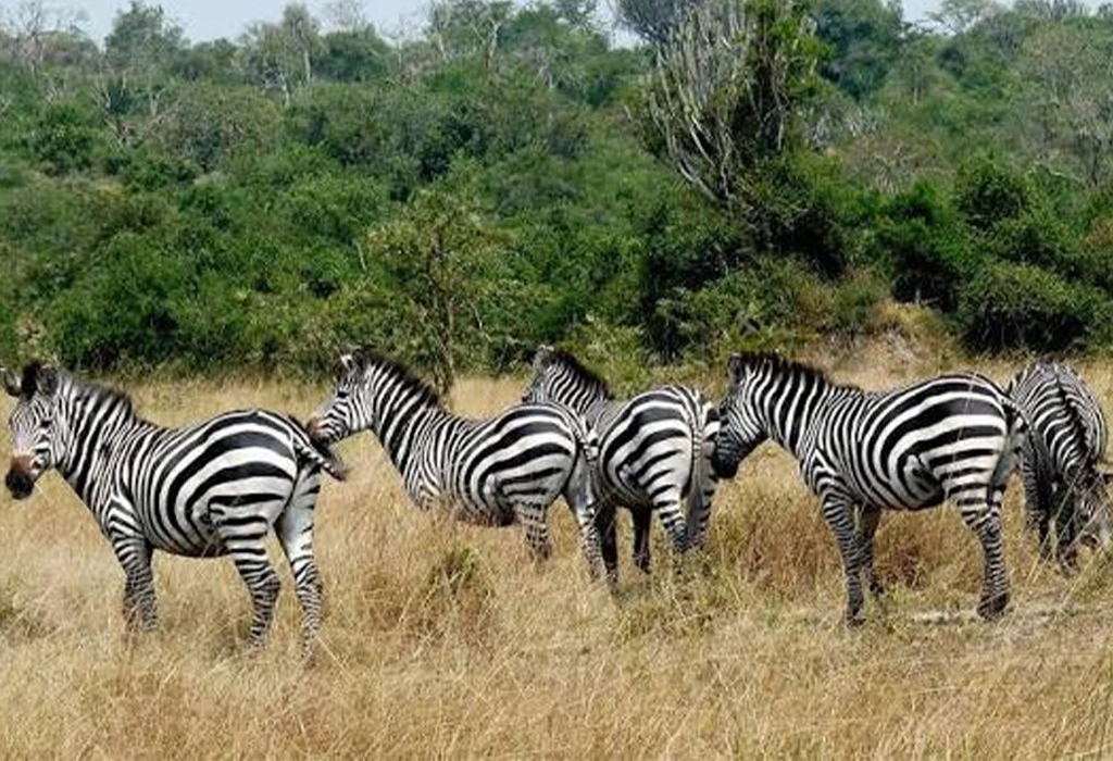 Are Walking Safaris Safe in Lake Mburo National Park?