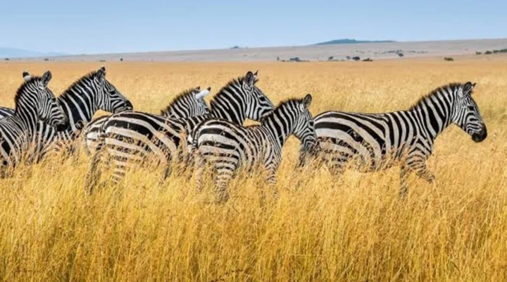 Which Months Offer the Best Game Viewing in Uganda?