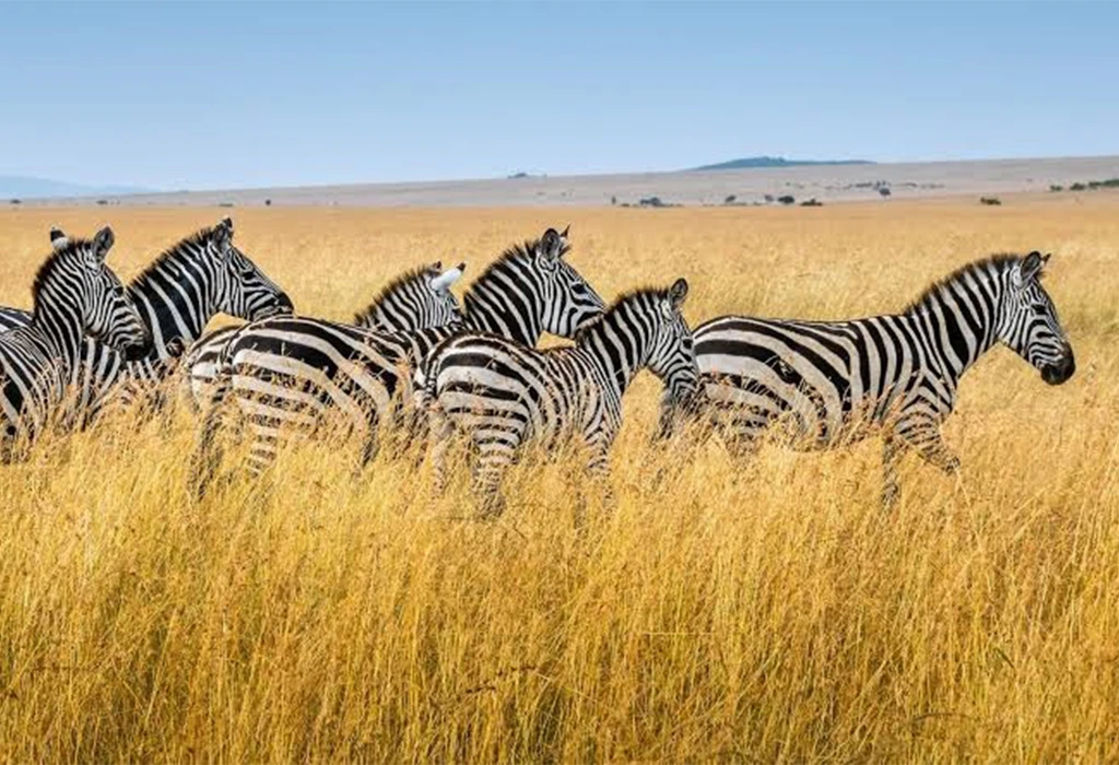 Which Months Offer the Best Game Viewing in Uganda?