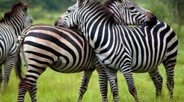 Which Months Offer the Best Game Viewing in Uganda?