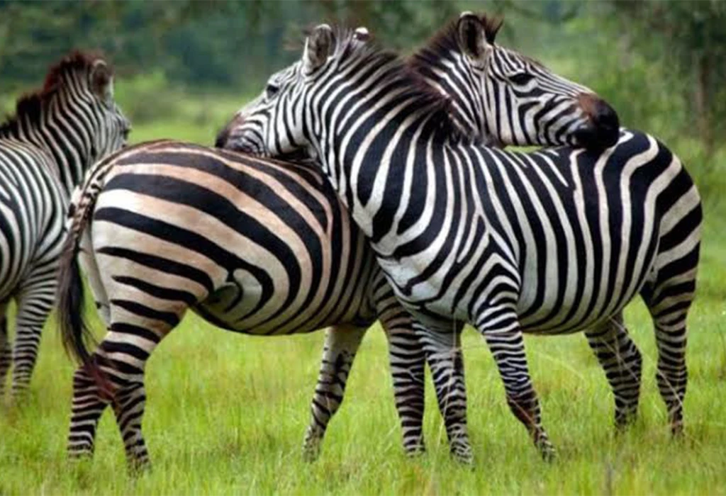 Which Months Offer the Best Game Viewing in Uganda?