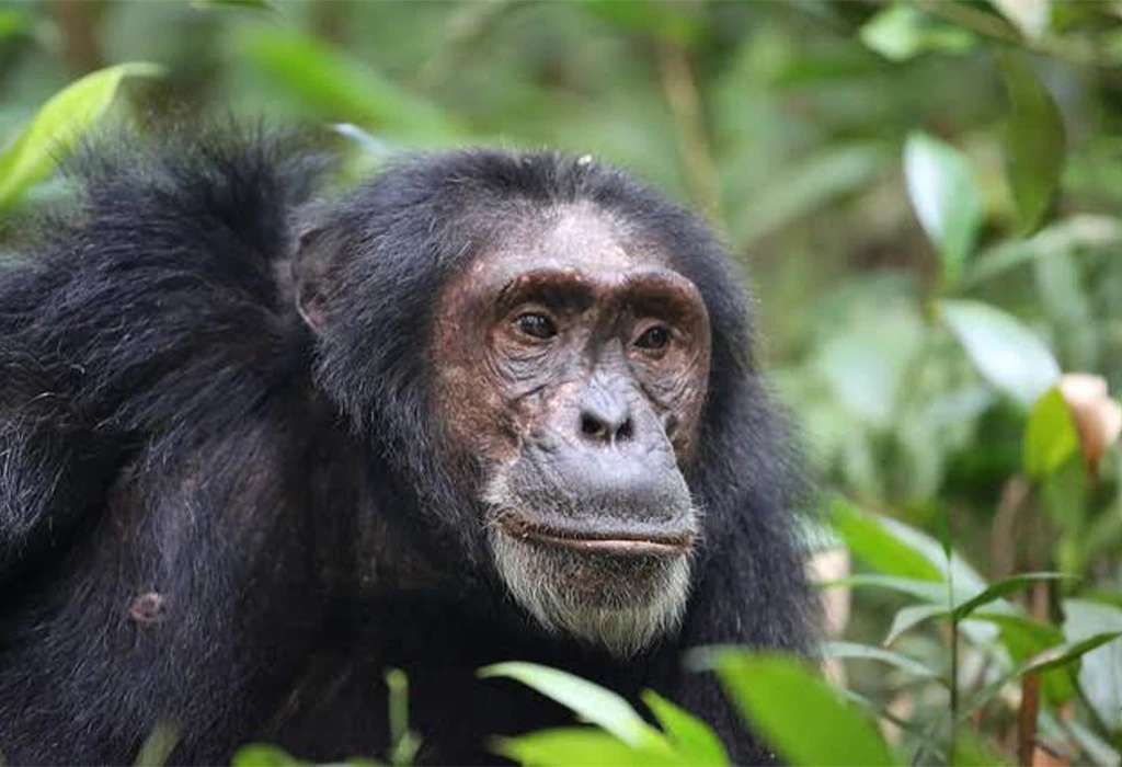 Best Time for Chimpanzee Trekking