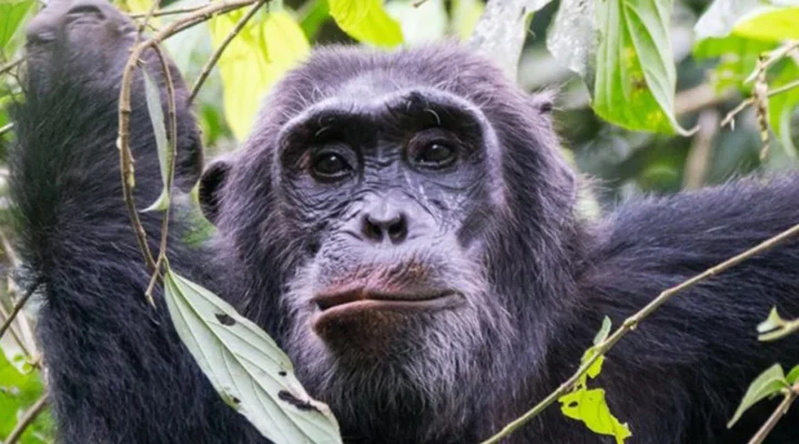 Best Time for Chimpanzee Trekking