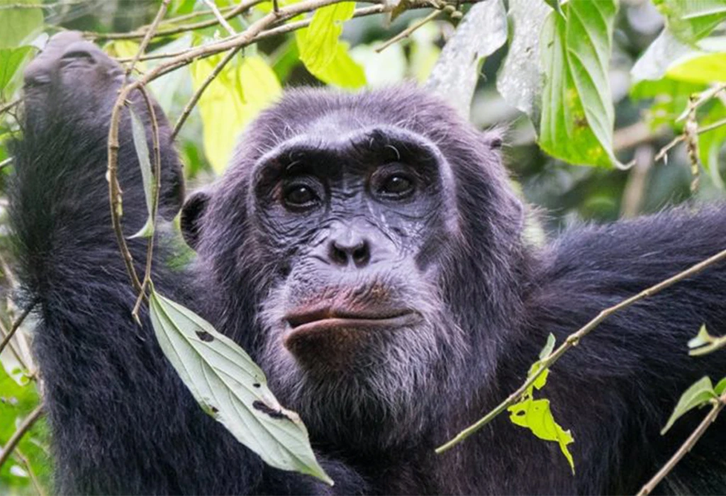Best Time for Chimpanzee Trekking