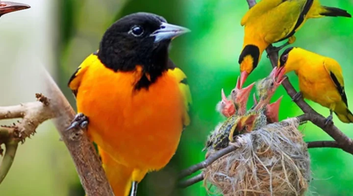 Uganda Bird Watching Tours