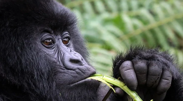Why Do Gorillas Beat Their Chests?