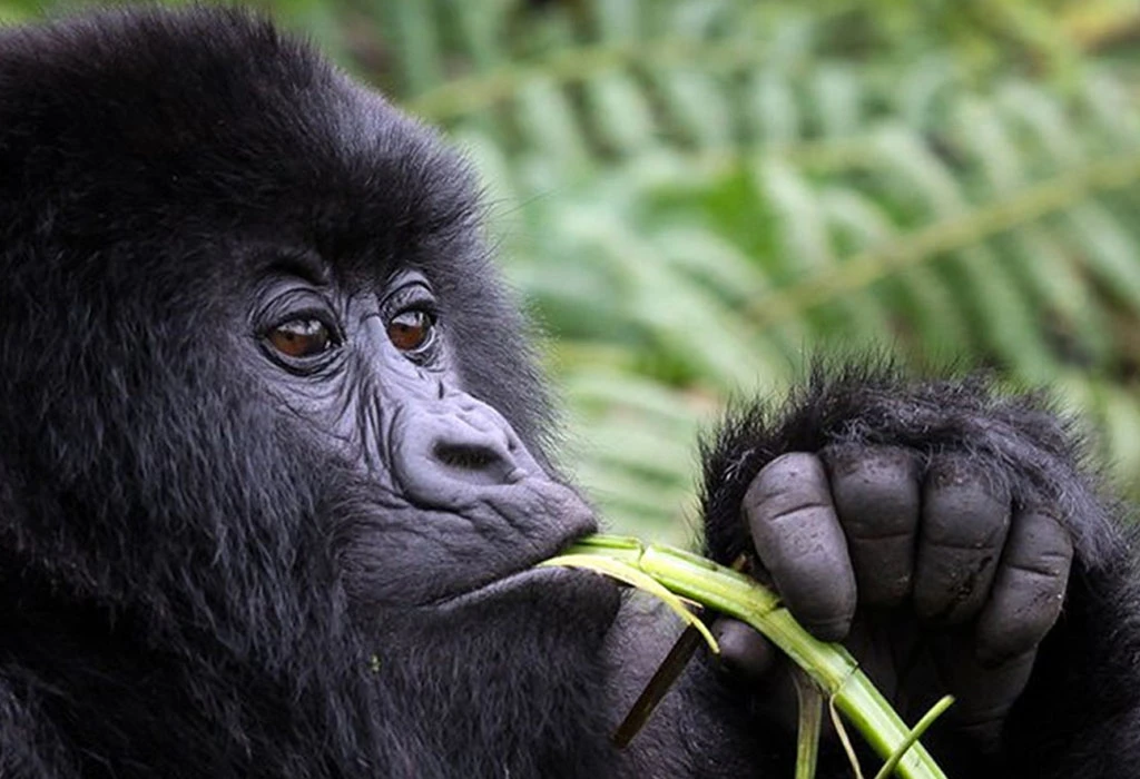 Why Do Gorillas Beat Their Chests?