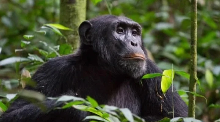 How Difficult Is Chimpanzee Trekking in Nyungwe Forest National Park?