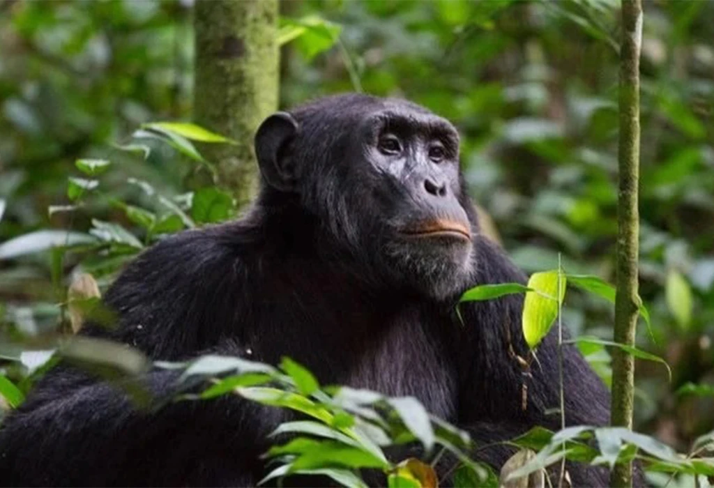 How Difficult Is Chimpanzee Trekking in Nyungwe Forest National Park?