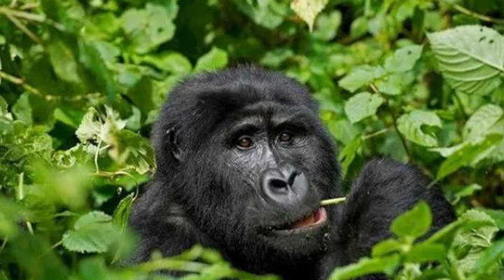 Climate of Bwindi Impenetrable National Park