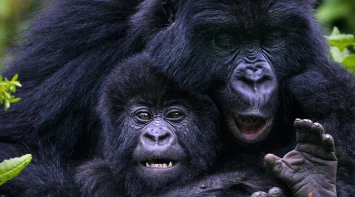 How to Combine Gorilla Trekking with Cultural Safaris